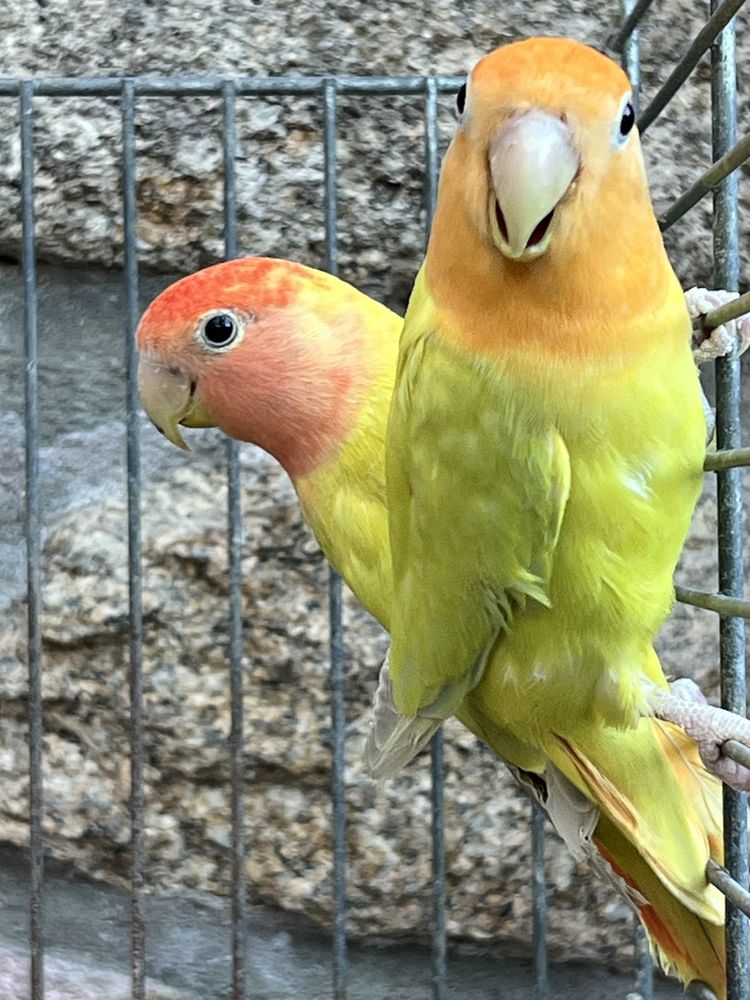 Couple Ins&eacute;parables Rosegorge opalines 50 22100 Calorguen