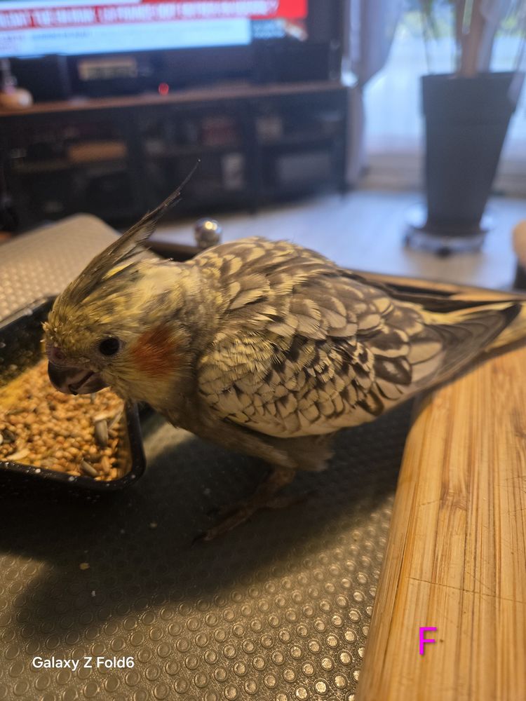 Recherche  oisillons calopsittes &agrave; finir d'elever. 0 91790 Boissy-sous-saint-yon