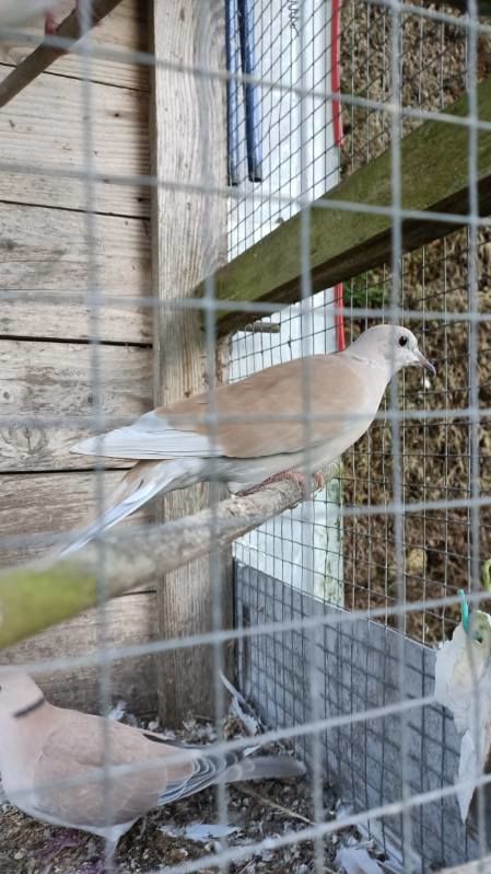 Tourterelle m&acirc;le 5 49120 Chemill�