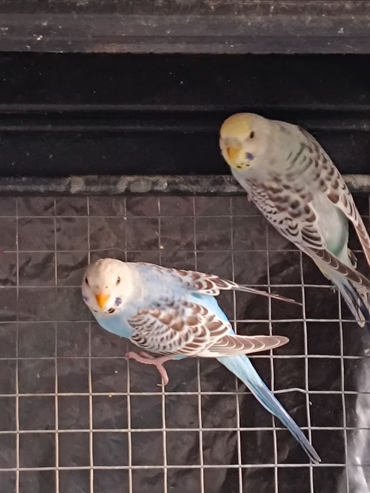 Perruches ondul&eacute;es 15 42210 Craintilleux