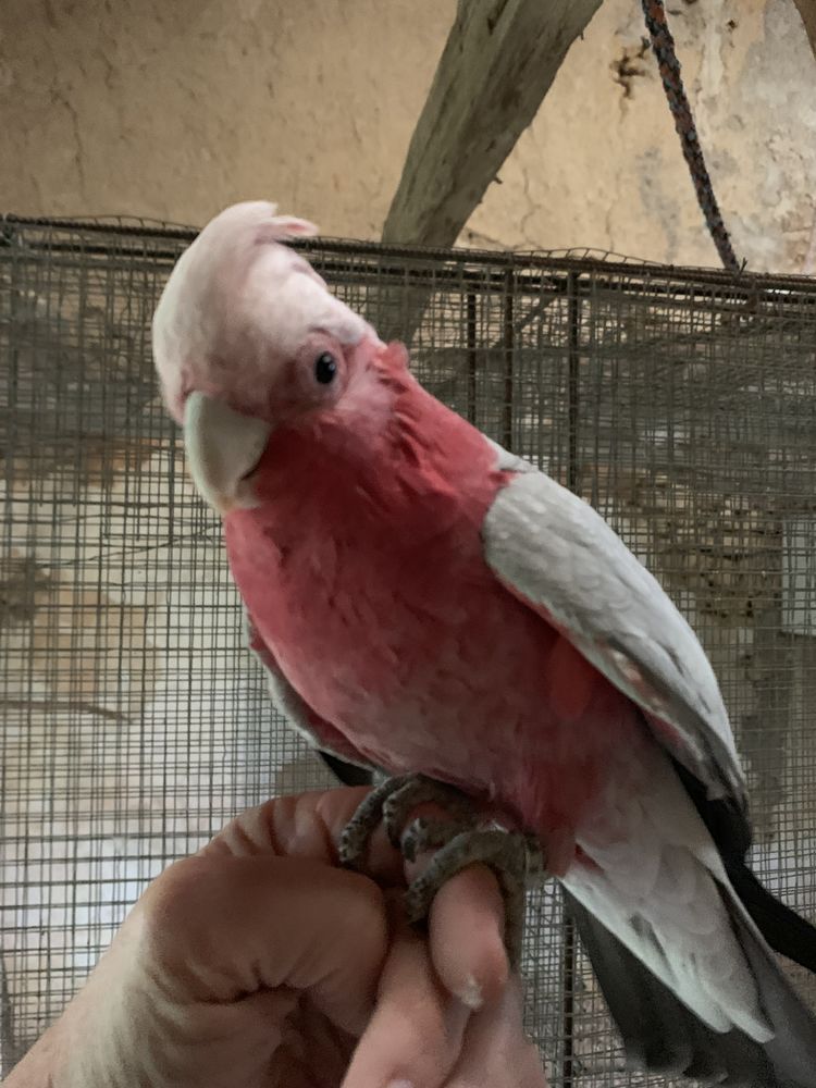 cacatoes rosalbin perroquet 900 86000 Poitiers