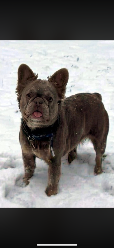 Femelle Bouledogue fran&ccedil;ais Fluffly isabella 1200 91100 Corbeil-essonnes
