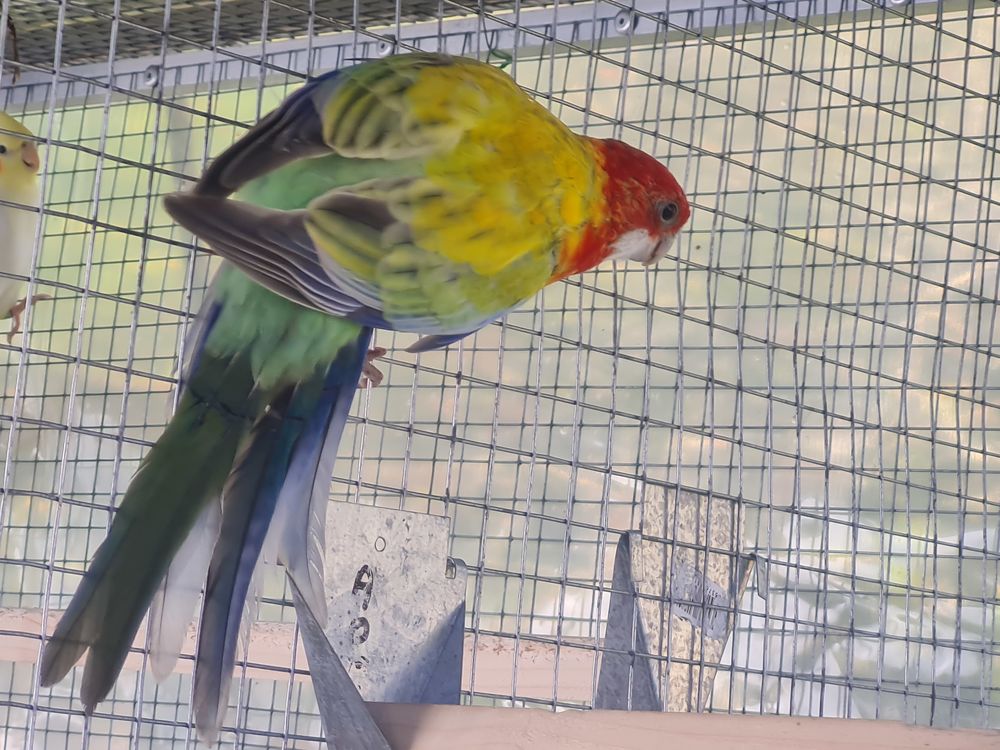 Perruche omnicolores 60 56700 Hennebont