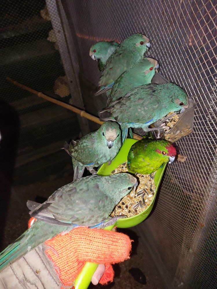 Kakariki 50 47360 Prayssas