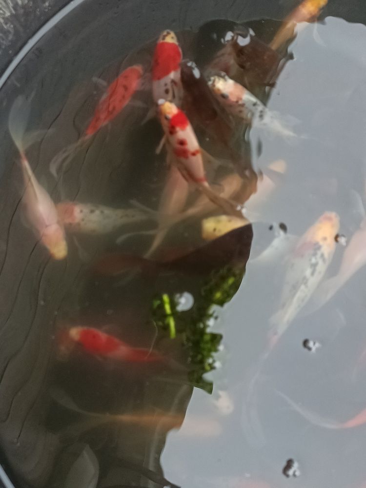 poisson de bassin 5 85600 Treize-septiers