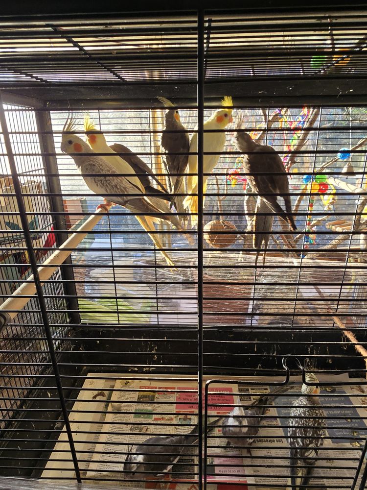 Calopsite  a lucciana  don
0 20290 Lucciana