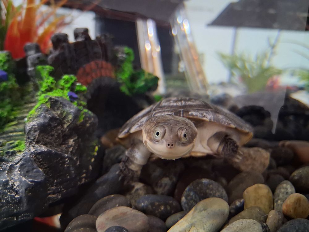 2 tortues d'eau polmedusa 100 59175 Templemars