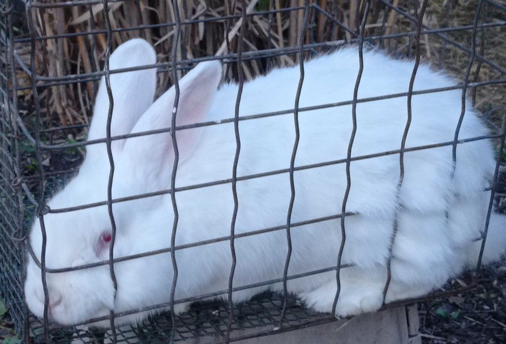 Lapin reproducteur 40 59220 Denain