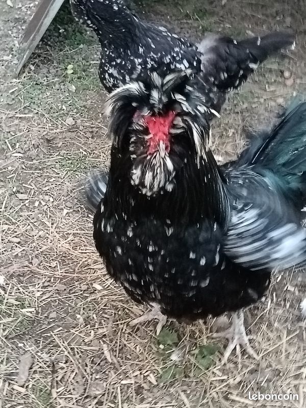 coq houdan 15 03230 Lusigny