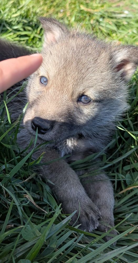Chiot chien loup &agrave; r&eacute;serv&eacute; 1200 42153 Riorges