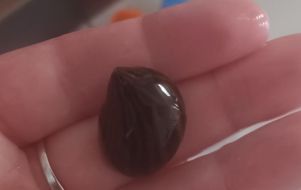 Escargots niritina 2 31100 Toulouse