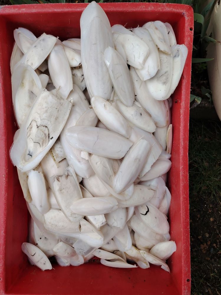 Os de seiche
15 85800 Saint-gilles-croix-de-vie