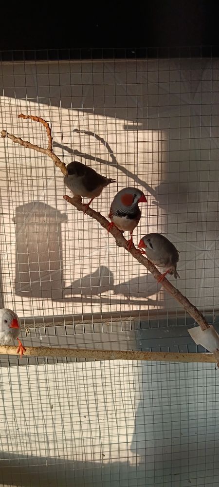 Oiseaux mandarins 5 27140 Gisors