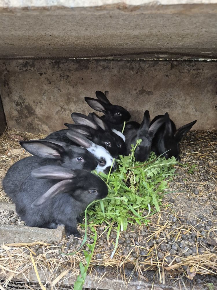 Lapins 6 85600 Montaigu