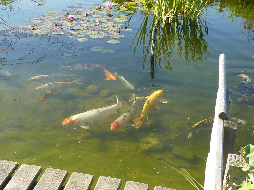 Kois 20 80120 Fort-mahon-plage