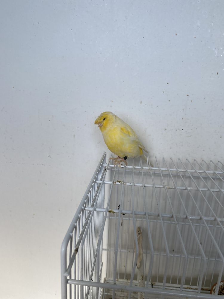 Canari Gloster mal et femelle 20 60800 Cr�py-en-valois