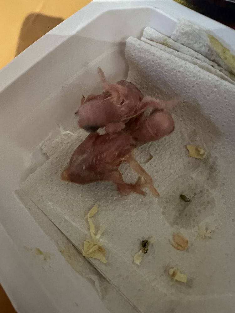 Perruche &agrave; collier eam 180 82200 Moissac