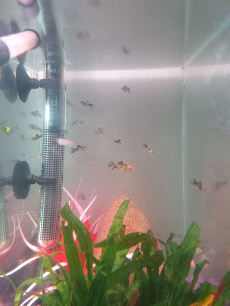 Poissons molly 2 31100 Toulouse