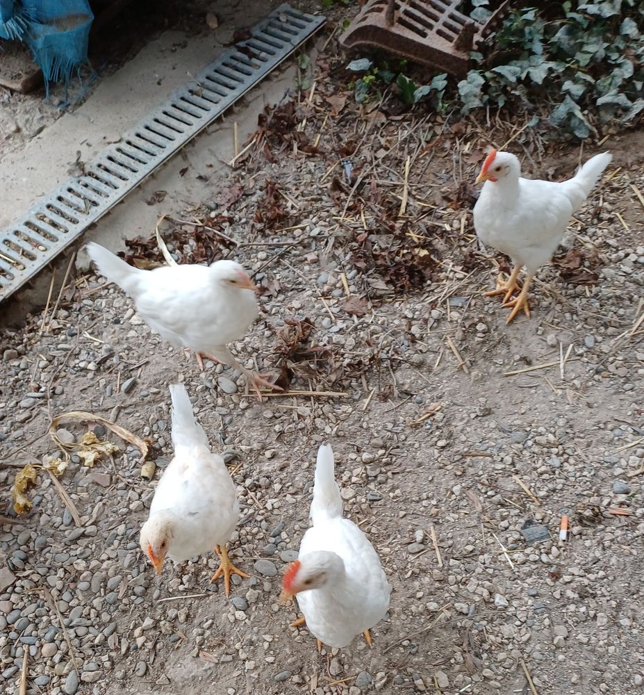 Poules.coq .azur. 20 32120 Homps