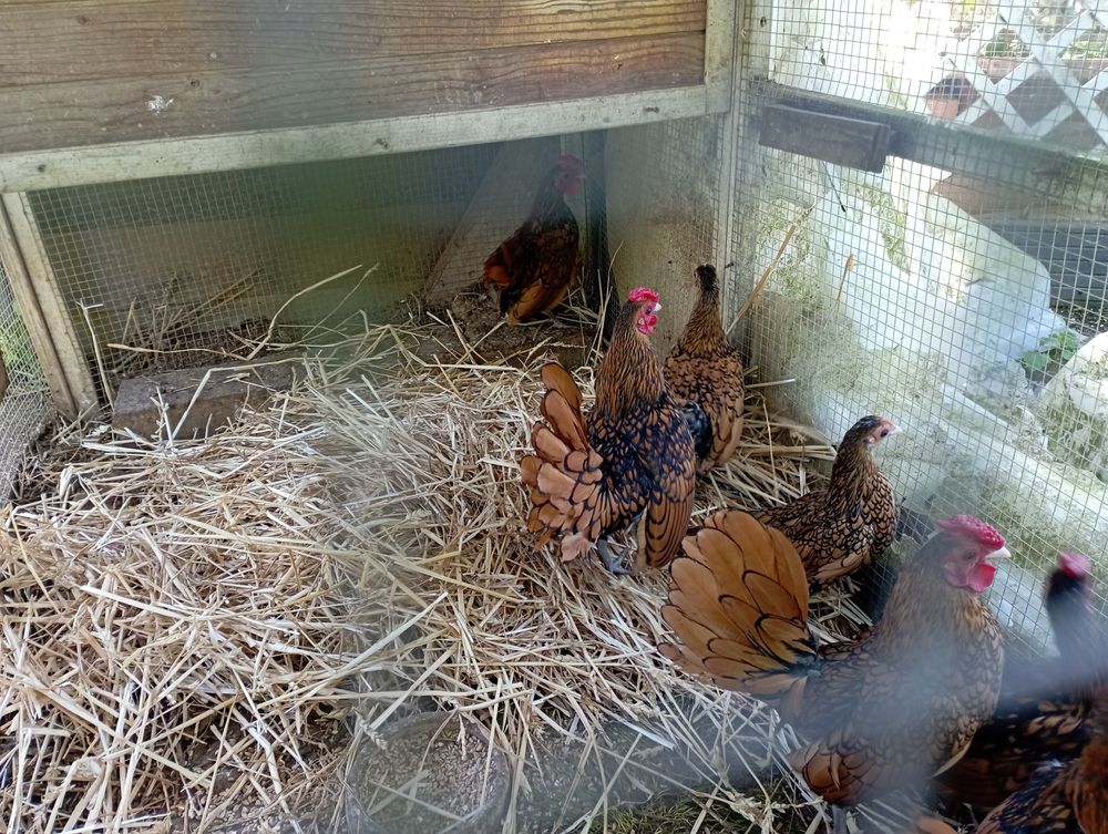 Sebright dor&eacute; 
15 53480 Vaiges