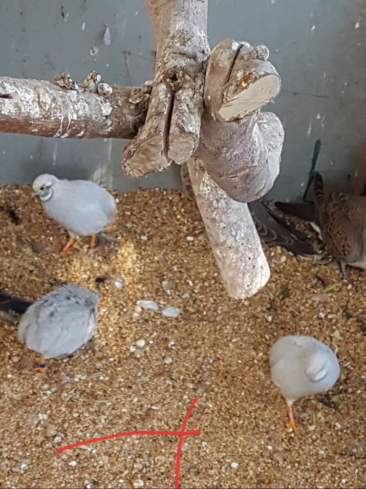 Cailles de chine 10 93160 Noisy-le-grand