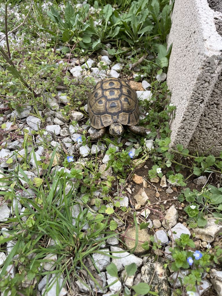 Tortue de terre 100 34000 Montpellier