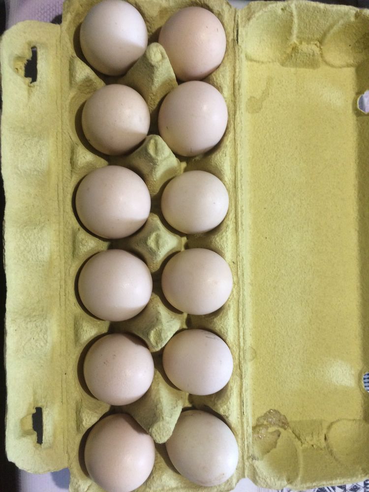  ?ufs de noire de janz&eacute; 2 35420 Saint-georges-de-reintembault