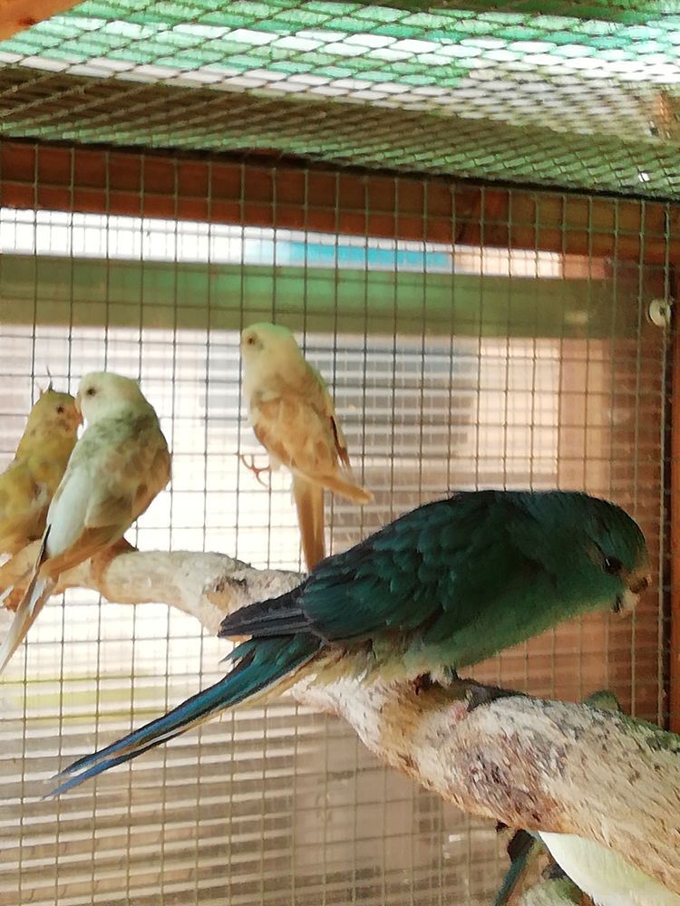 kakariki 35 44360 Cordemais