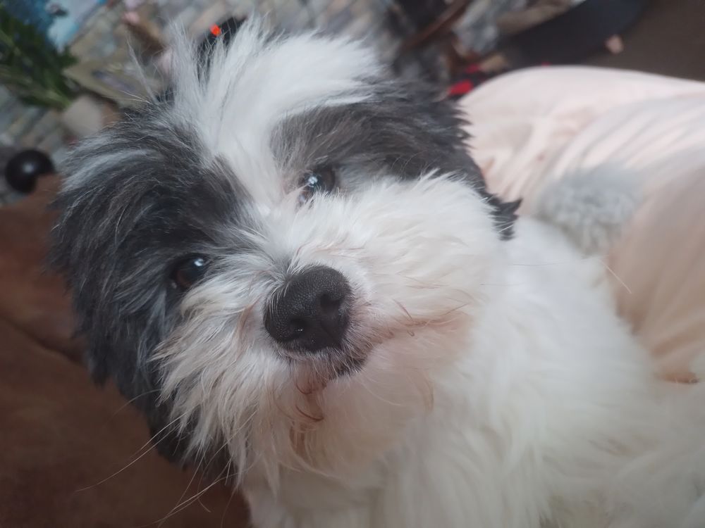 Coton tulear 0 36000 Ch�teauroux