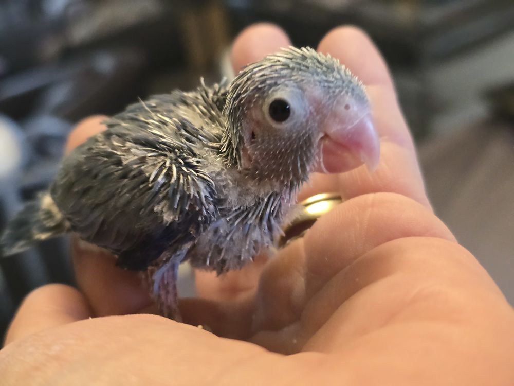 Mini perroquet femelle toui c&eacute;leste eam 150 77240 Vert-saint-denis