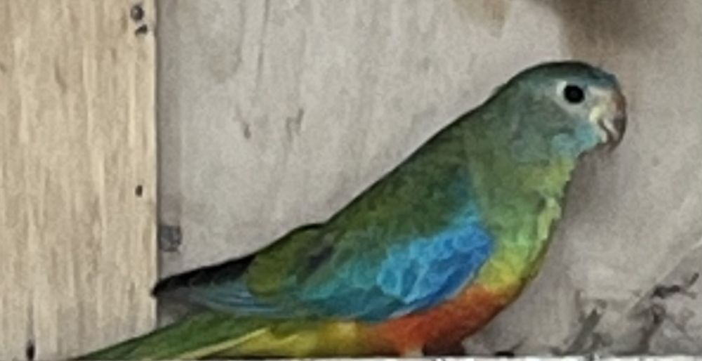 Femelle turquoisine bagu&eacute;e 2025 35 59262 Sainghin-en-m�lantois