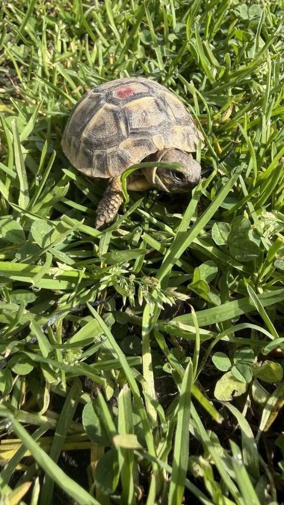 Tortue de terre 90 91520 �gly