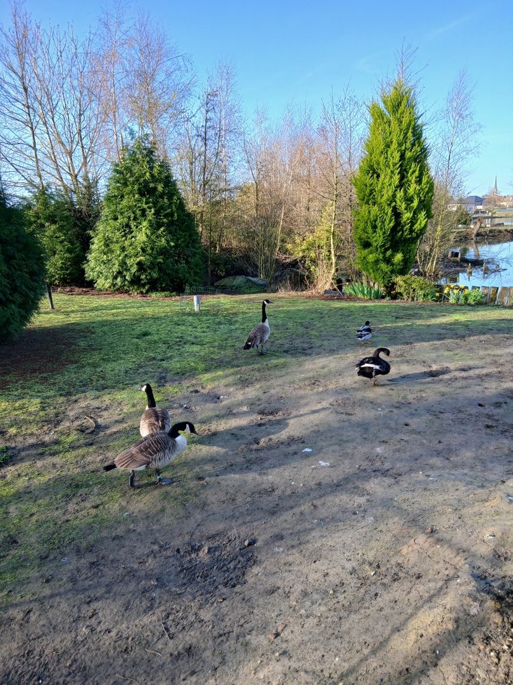 Femelle grande bernache du canada 0 59710 M�rignies