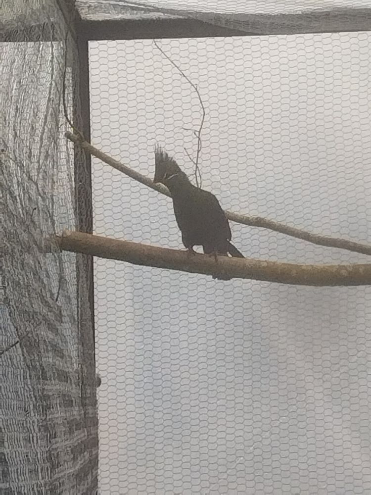 Touraco Livingstone male 450 72000 Le mans