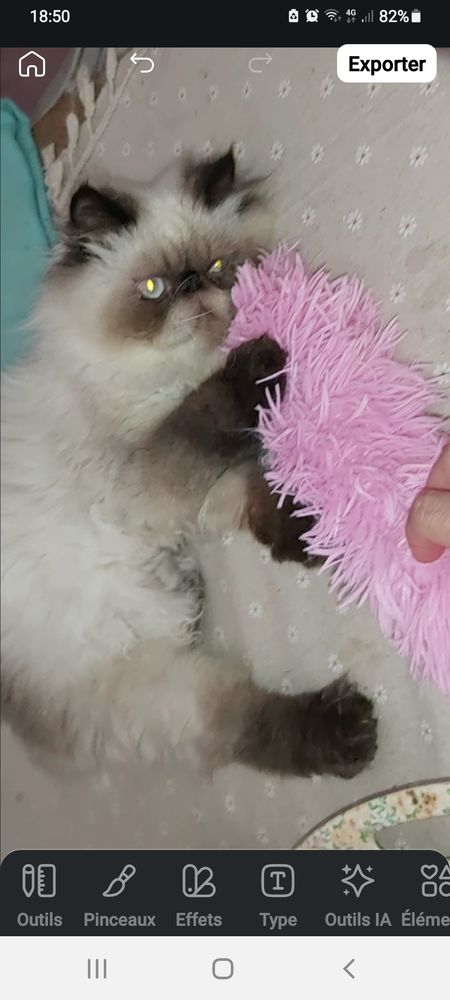 PERSAN COLOURPOINT LOOF 500 45100 Orleans