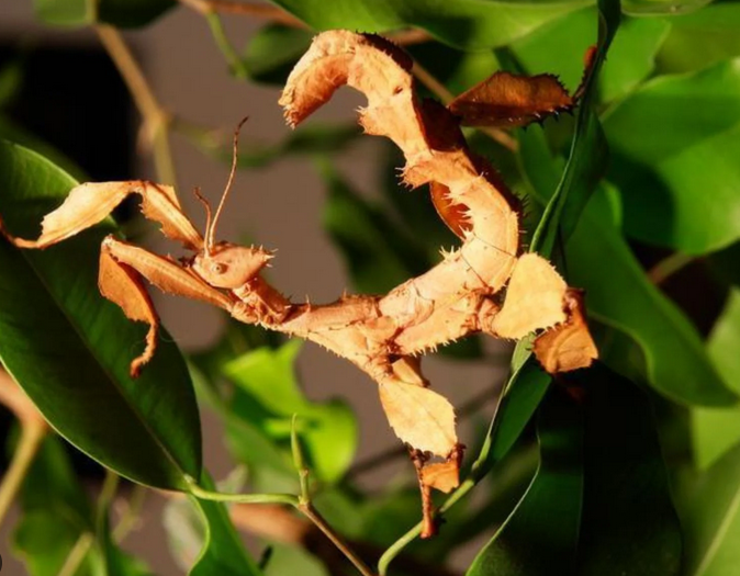 Phasmes scorpion 3 60240 Loconville