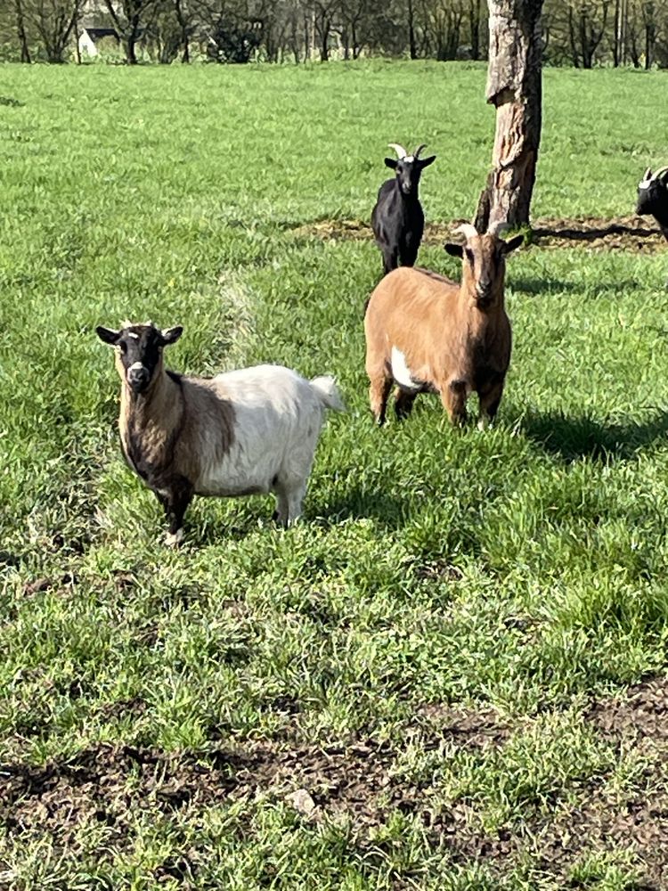 ch&egrave;vres 20 35150 Brie