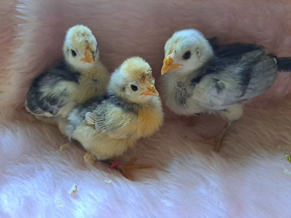 Poussins 
5 13600 La ciotat