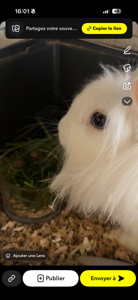 Lapin t&ecirc;te de lion femelle avec grande cage et accessoires 120 17430 Tonnay-charente