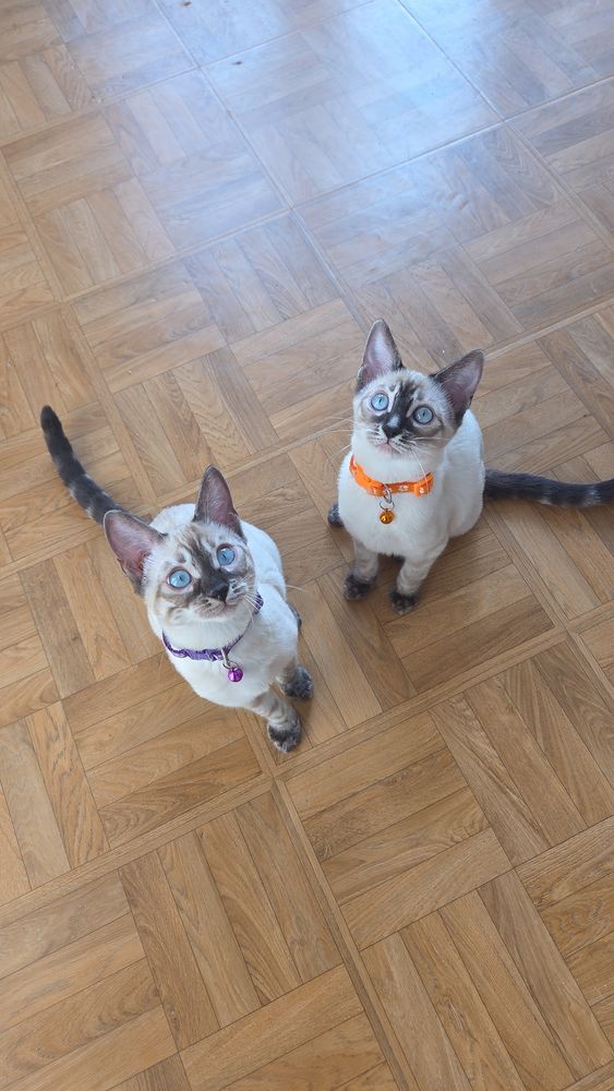 Chatons Bengal Snow LOOF  1650 91700 Fleury-m�rogis