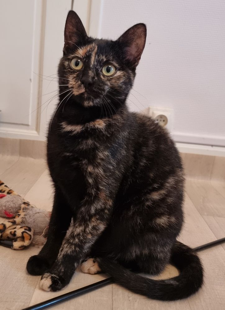 &Aacute; l'adoption jeune chatte chaton ado &eacute;caille de tortue 0 89520 Saint-sauveur-en-puisaye