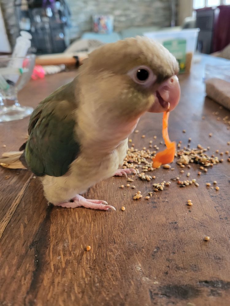 Bb conures
150 02100 Saint-quentin