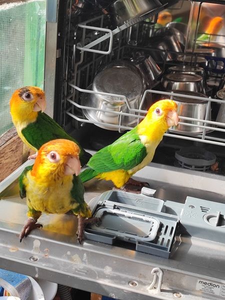 ca&iuml;ques &agrave; ventre blanc
500 38300 Bourgoin-jallieu