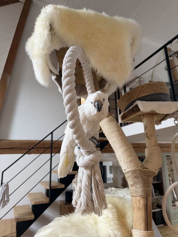 Cacato&egrave;s Alba femelle
2200 74570 �vires