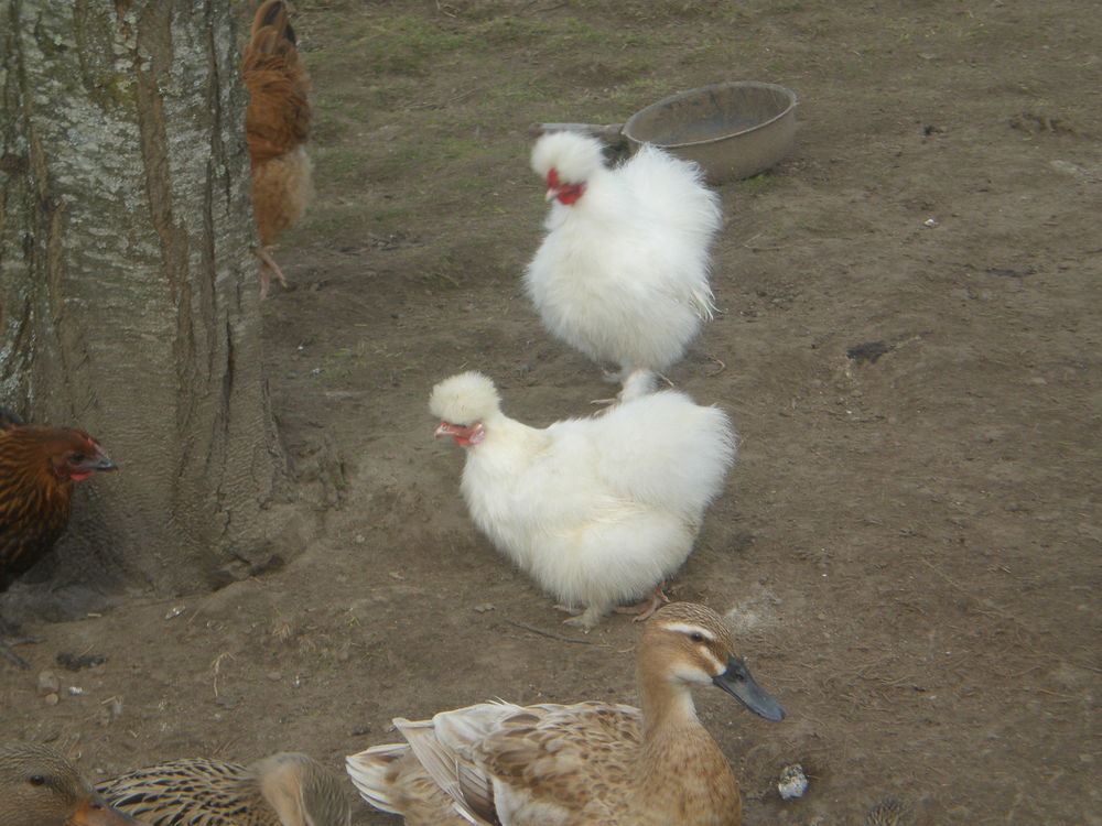 coq soie 15 87620 S�reilhac