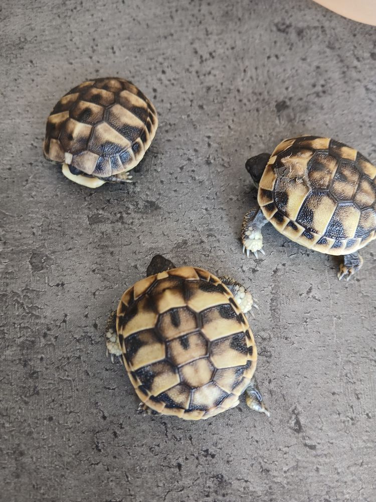 Tortue de terre 100 53240 Alexain