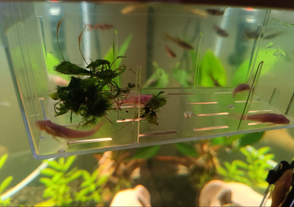 Donne ou &eacute;change jeunes   poissons  laveurs de vitres 0 59496 Salom�