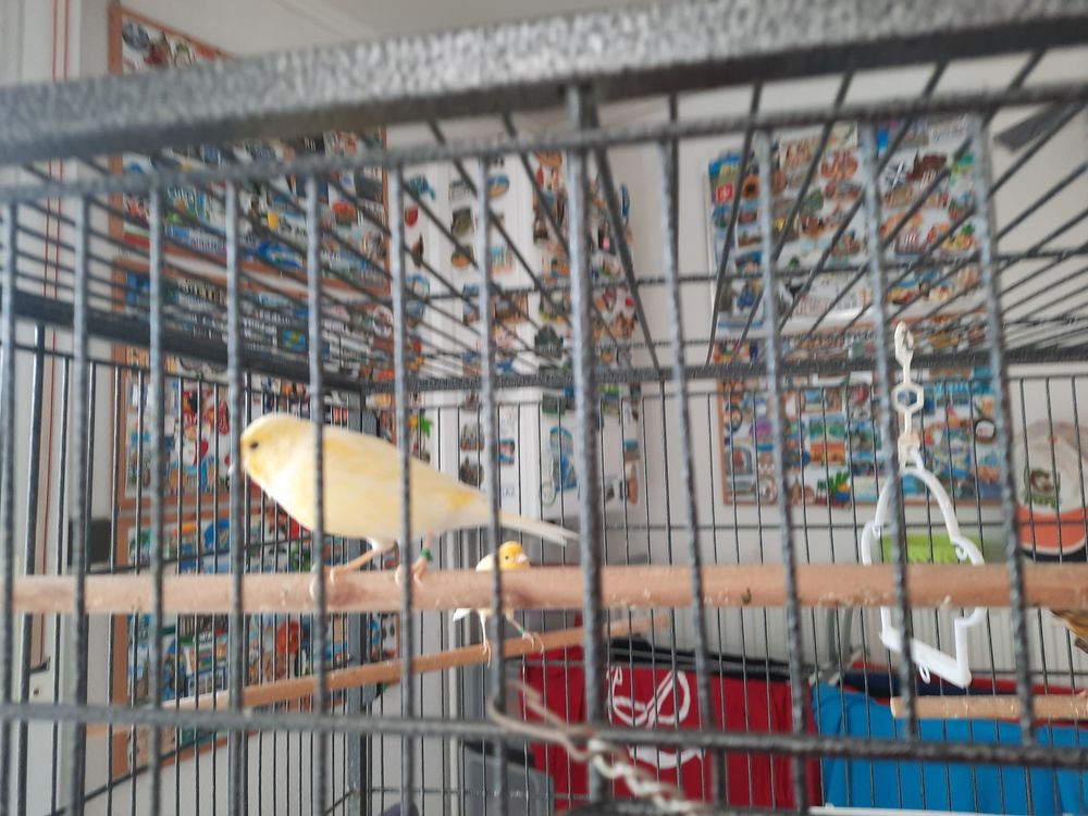 ou &eacute;change canaris 20 59280 Armenti�res