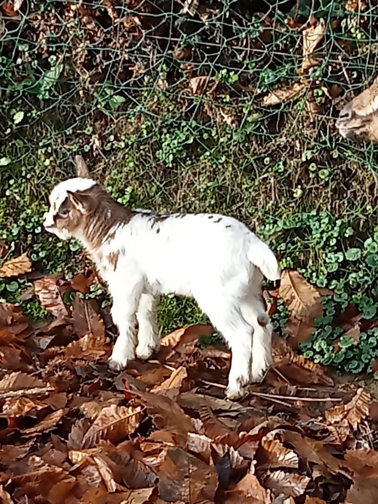 Bouc nain 130 50300 Avranches