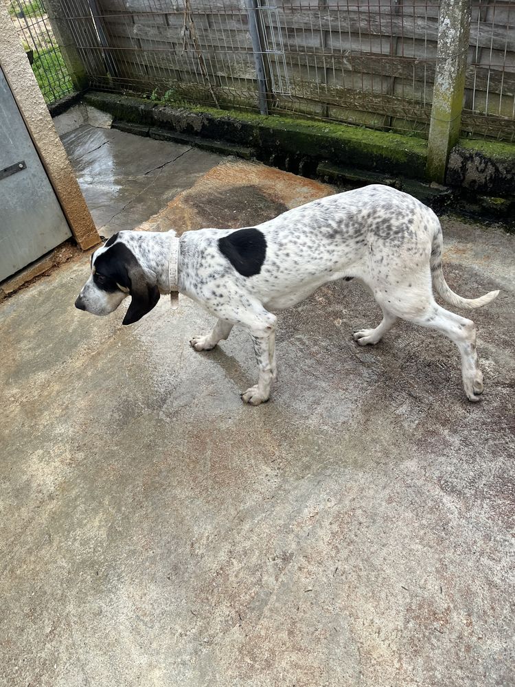 petit gascon saintongeois 0 46000 Cahors